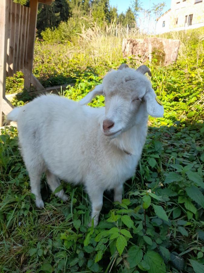 伊布斯河畔魏德霍芬Miniponyhof Biohof Almbauer公寓 外观 照片
